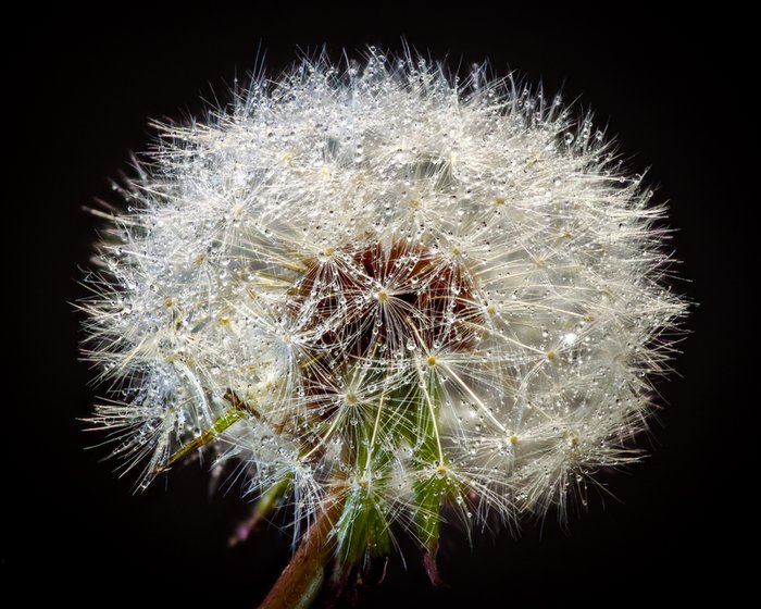 Click to view full screen - Misted Dandelion